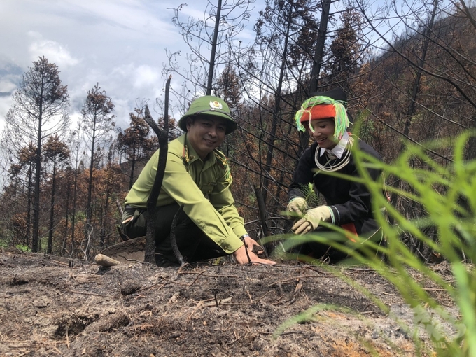 Lực lượng kiểm lâm Hà Giang cùng người dân địa phương  trồng lại những cây rừng mới trên diện tích rừng vừa bị cháy. Ảnh: Đào Thanh.