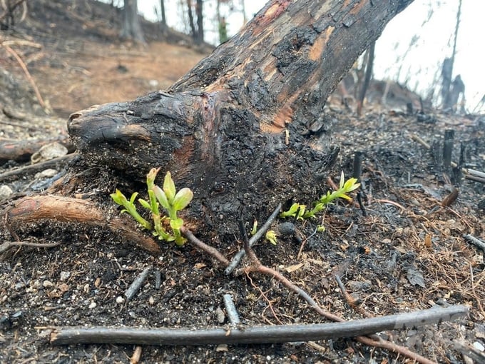 Những chồi non đã mọc lên trên những gốc cây rừng bị cháy trên núi Tây Côn Lĩnh.