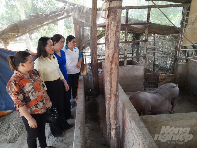 Đoàn tham quan mô hình nuôi heo rừng tại huyện Trà Cú, tỉnh Trà Vinh. Ảnh: HT.