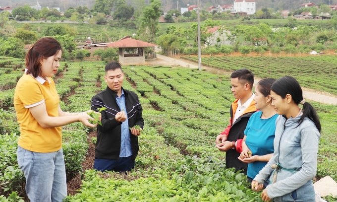 Cán bộ trung tâm dịch vụ nông nghiệp hướng dẫn nông dân tại tỉnh Sơn La.