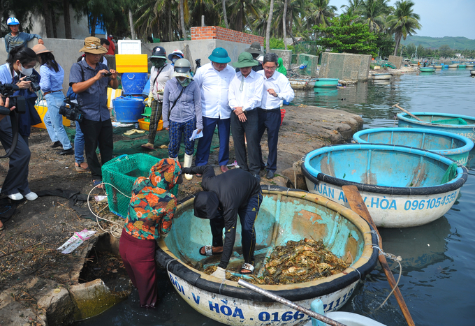 Lãnh đạo tỉnh và thị xã Sông Cầu kiểm tra tình hình tôm hùm, cá biển bị chết vừa qua. Ảnh: KS.