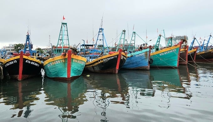 Fishing fleet in Binh Thuan province. Photo: KS.