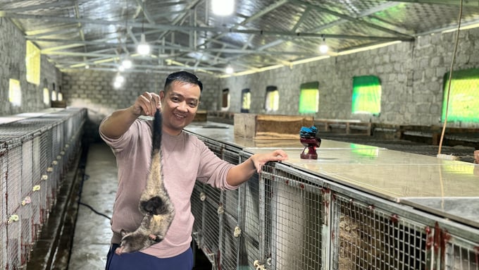 Trang trại của anh Nguyễn Văn Đức (thôn Anh Hùng, xã Thượng Lộc, Can Lộc) là một trong những trang trại nuôi chồn hương lớn nhất tỉnh Hà Tĩnh. Ảnh: Ánh Nguyệt.