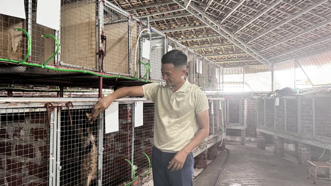 Hộ anh Nguyễn Thái Sơn (thôn Thanh Tiến, xã Đồng Môn, TP Hà Tĩnh) là hộ tiêu biểu chăn nuôi chồn hương cho hiệu quả cao. Ảnh: Ánh Nguyệt.