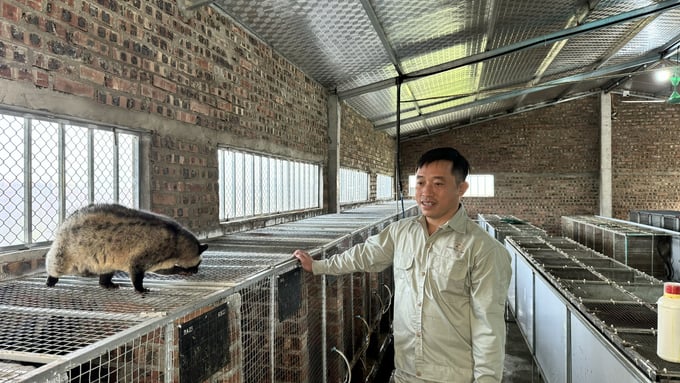 Đến nay Hà Tĩnh đã có hơn 100 mô hình nuôi chồn hương với số lượng trên 110.000 con. Ảnh: Ánh Nguyệt.