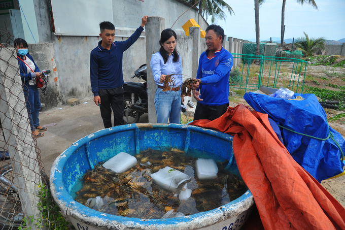 Người nuôi ở thị xã Sông Cầu khóc ròng khi tôm hùm chết hàng loạt. Ảnh: KS.