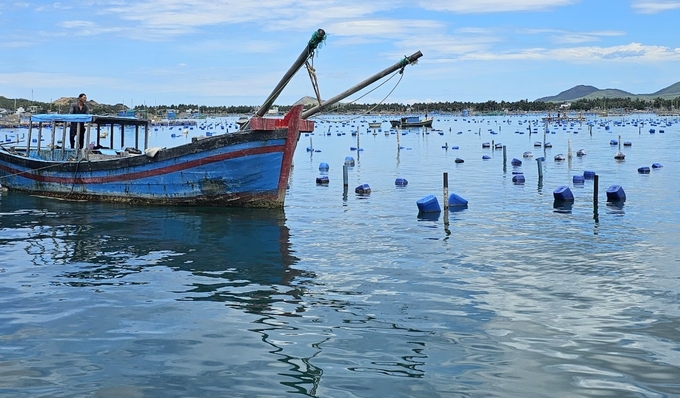 Lồng bè nuôi trên địa bàn thị xã Sông Cầu dày đặc. Ảnh: KS.