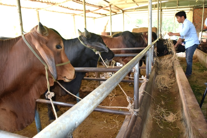 Hiện, trên địa bàn Bình Định có tổng đàn trâu, bò khoảng 308.000 con. Ảnh: V.Đ.T.