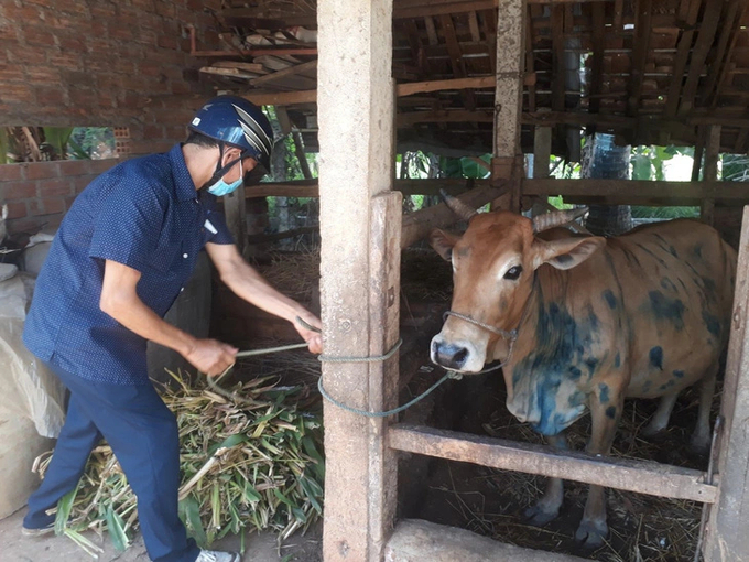 Năm 2021, dịch viêm da nổi cục bùng phát tại Bình Định gây thiệt hại cho người chăn nuôi. Ảnh: V.Đ.T.