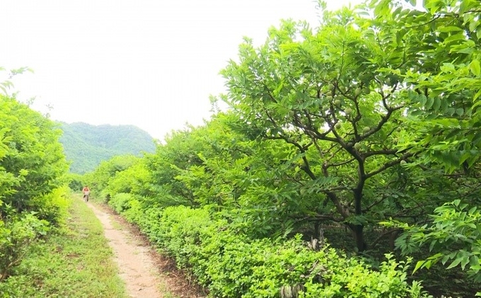 Tại huyện Võ Nhai (tỉnh Thái Nguyên), cây na được ví là 'cây bạc tỷ' do mang lại thu nhập lớn cho người dân. Ảnh: Phạm Hiếu.