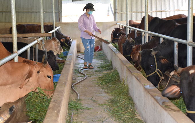 Cơ chế hỗ trợ 100% chi phí tiêm vacxin phòng bệnh viêm da nổi cục sẽ giúp trâu, bò ở Bình Định bớt bị căn bệnh nguy hiểm này đe dọa. Ảnh: V.Đ.T.
