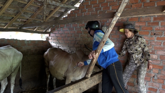 Sau khi được hỗ trợ 100% chi phí tiêm phòng vacxin viêm da nổi cục, người chăn nuôi bò ở huyện miền núi Vĩnh Thạnh (Bình Định) phấn khởi đăng ký tiêm cho đàn bò của mình. Ảnh: V.Đ.T.