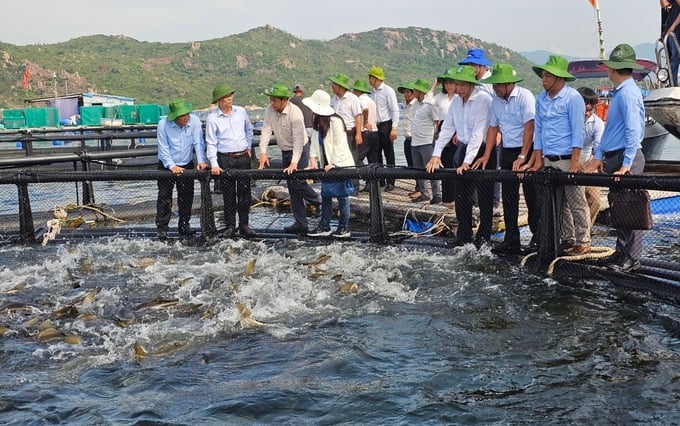 A delegation from the Ministry of Agriculture and Rural Development (MARD) and Khanh Hoa Provincial People's Committee visiting a high-tech mariculture model in Cam Lap commune, Cam Ranh city. Photo: KS.