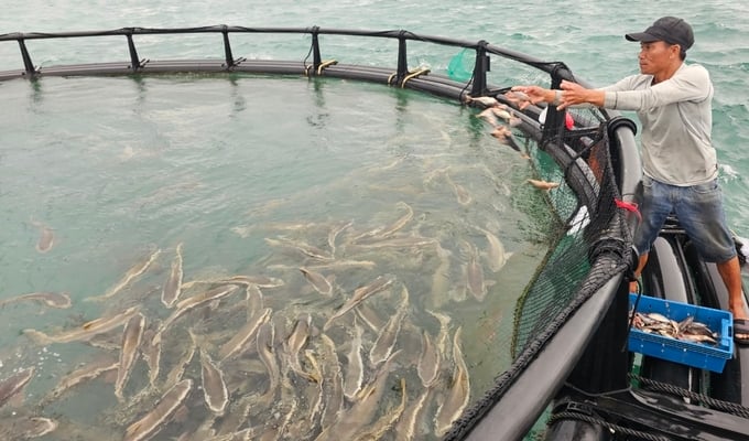 Nguyen Van Cu, a resident from Cam Lap commune, Cam Ranh city, stated that aquatic species farmed in open sea waters benefits from faster growth thanks to the clean water source. Photo: KS.