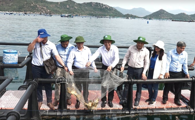 Deputy Minister Phung Duc Tien (center) visiting a lobster farming model in HDPE cages. Photo: KS.