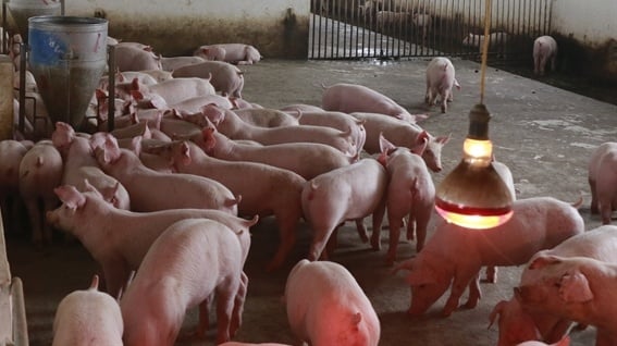 Từ đầu năm 2024 đến nay, tình hình bệnh dịch tả lợn Châu Phi trên địa bàn tỉnh Lạng Sơn diễn biến phức tạp. Ảnh: HT.
