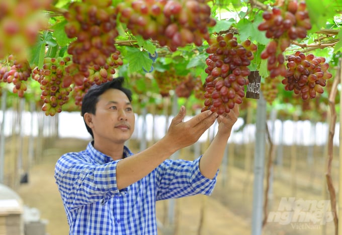Ninh Thuận có nhiều sản phẩm nông sản nhiệt đới đặc trưng có tiềm năng xuất khẩu sang thị trường Trung Quốc. Ảnh: Kim Sơ.