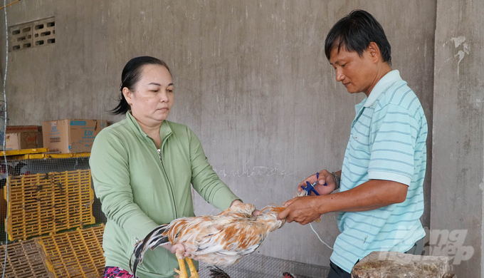 Tây Ninh thường xuyên tăng cường kiểm soát, tiêm ngừa cho đàn vật nuôi nông hộ để kiểm soát vùng an toàn dịch bệnh. Ảnh: Lê Bình.