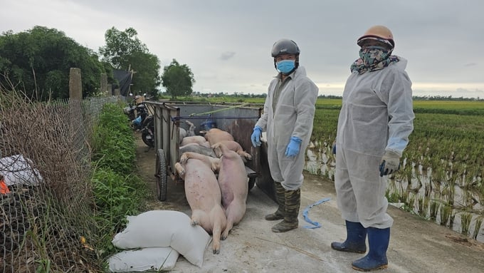 Lực lượng chức năng tổ chức tiêu hủy số lợn bị chết do dịch bệnh. Ảnh: Đinh Mười.