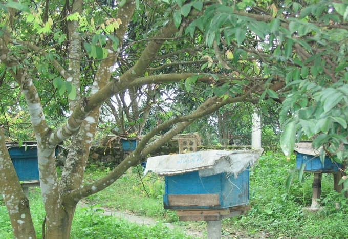 Nhiều gia đình ở huyện Minh Hóa đã phát triển đàn ong trở thành thu nhập chính. Ảnh: T. Phùng.
