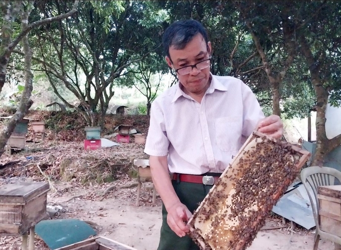 Ông Đinh Long đang kiểm tra chất lượng tổ ong. Ảnh: T. Phùng.