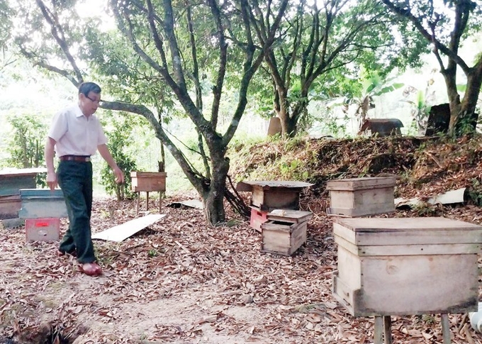 Trong vườn nhà nuôi ong chia tổ và lấy mật của ông Đinh Long. Ảnh: T. Đức.