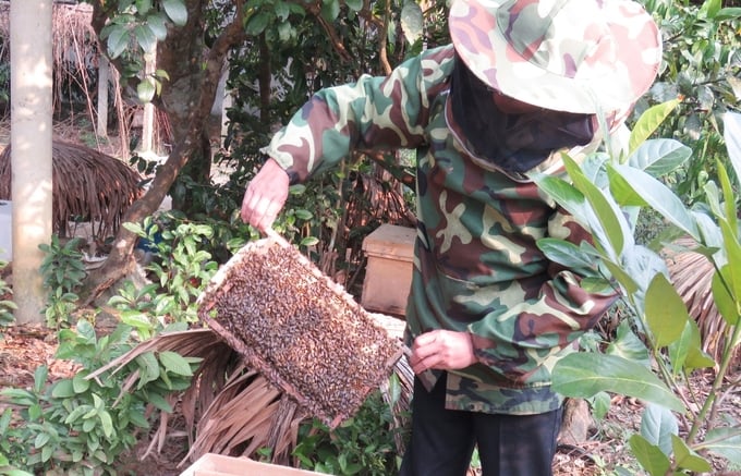 Từ ong rừng đã trở thành ong nhà và trở thành đòn bẩy để giúp nhiều hộ dân thoát nghèo. Ảnh: T. Phùng.
