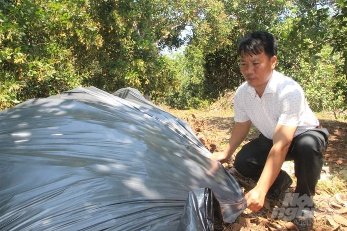 Cashew farmers in Binh Phuoc are actively engaged in organic production, reducing emissions, and embracing carbon credits. Photo: Tran Trung.