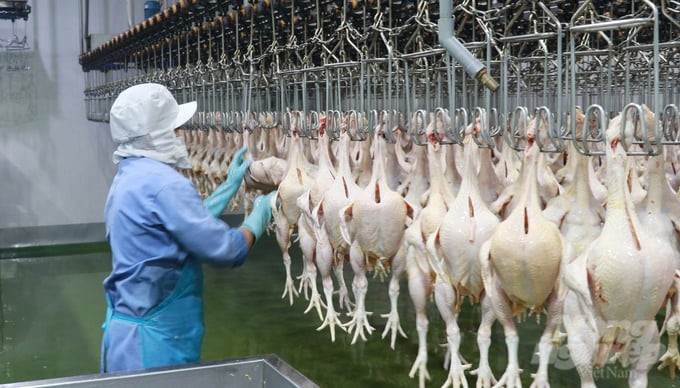 Tay Ninh is also attracting many investors into the work of slaughtering, pre-processing, and processing chicken meat to ensure food safety and meet export requirements. Photo: Tran Trung.