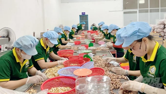 Cashew processing capacity far exceeds raw cashew production capacity in the province, calling for fundamental solutions. Photo: Thanh Son.