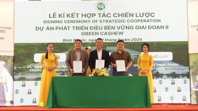 Continuing its success, the Green Cashew Project, recently initiated by the Gia Bao Group in collaboration with the social enterprise Green Journey, has been officially launched. Photo: Tran Trung.