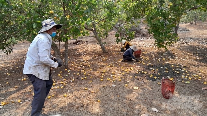 Farmers in Binh Phuoc still face difficulties due to low yields and prices of raw cashew nuts. Photo: Tran Trung.