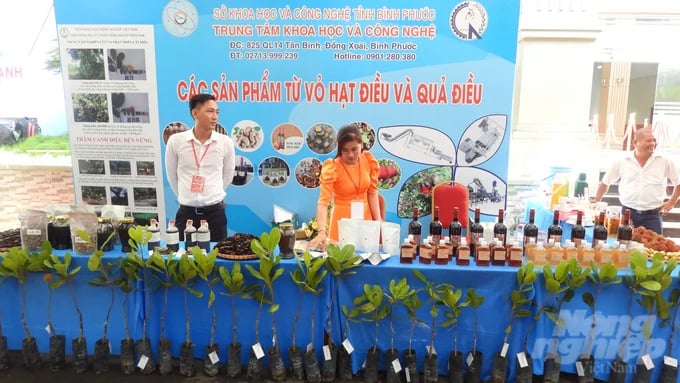 Cashew affirmed as a leading industrial crop, Binh Phuoc is setting ambitious goals for the sector. Photo: Tran Trung.
