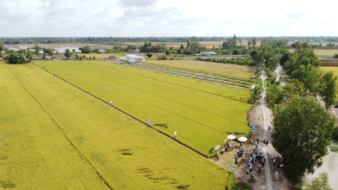 The OM5451 rice variety is cultivated within the model's 2.4-hectare field at a rate of 60 kilograms per hectare. The model employs Saigon Kim Hong Company's cluster sowing method, Bayer's Much More Rice pesticide solution, and Binh Dien Company's 63N - 36P - 34K fertilizer formula. Photo: Kim Anh.