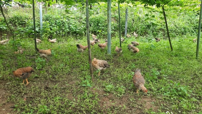 Người dân trong khu vực phường, thị trấn, khu dân cư tập trung, tận dụng đất vườn để thả gà. Ảnh: Nguyễn Thành.