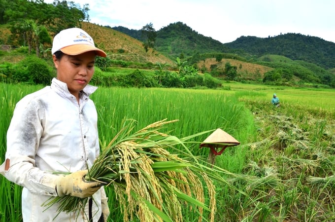 Một nông dân ở Tân Sơn, Phú Thọ bên bó lúa VST 899 nhiều lửng, lép. Ảnh: Dương Đình Tường.