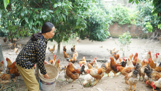 Die Provinz Quang Ninh baut ein konzentriertes, krankheitsfreies Viehzuchtgebiet auf.  Foto: Nguyen Thanh.
