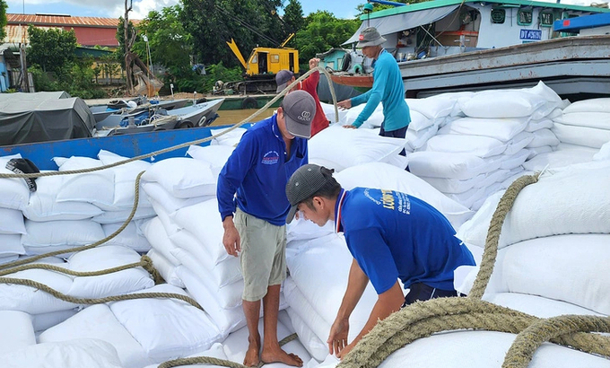 Rice exporters in the Mekong Delta said the Philippines' reduction in import tax is an opportunity for Vietnamese rice to export more to this market. Photo: Buu Dau.