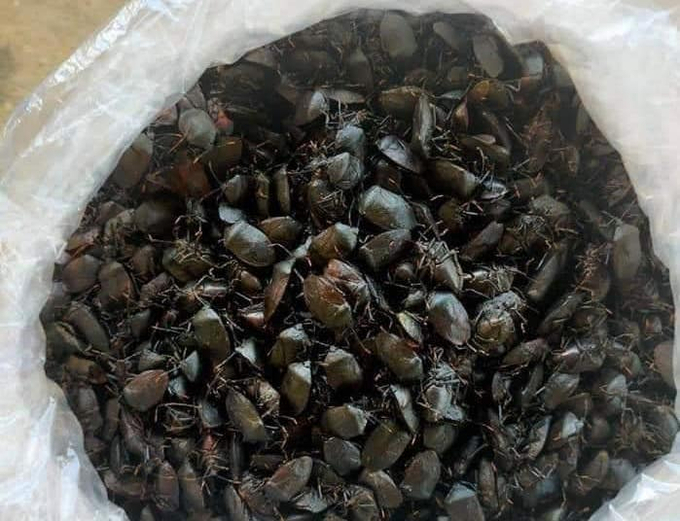Một tài khoản Facebook đăng thông tin thu mua bọ xít đen hay đậu ở cây mướp cây bí cây ớt giá 2 triệu/kg. Ảnh: H.D.