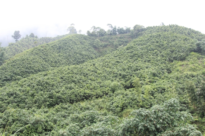 Tre Bát Độ và quế phủ xanh những cánh rừng giúp người dân thôn Đồng Ruộng có cuộc sống ngày càng no đủ. Ảnh: Thanh Tiến.