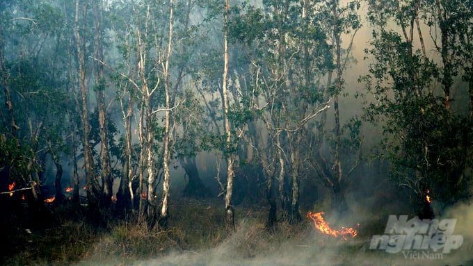 Local authorities are currently focused on extinguishing the fire; and preventing the fire from spreading to the remaining Melaleuca forest area. Photo: Le Hoang Vu.