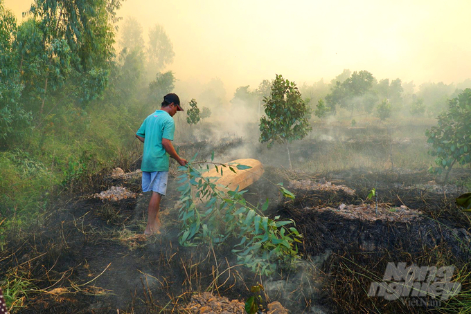 Đám cháy ở Vườn quốc gia Tràm Chim làm ảnh hưởng nhiều vườn cây ăn trái của người dân xung quanh cũng bị thiệt hại nặng. Ảnh: Lê Hoàng Vũ.