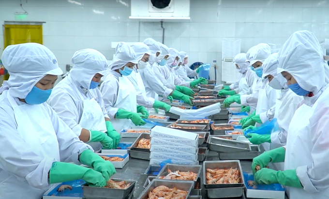 Shrimp processing for export. Photo: Thanh Son.