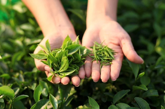 The export of tea to China has seen strong growth in the first 4 months of the year.