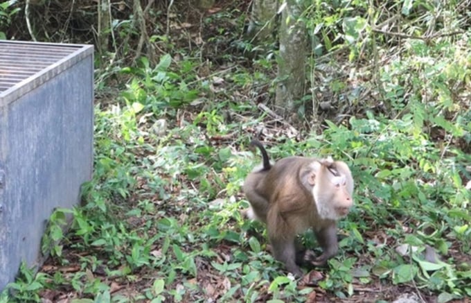 The pig-tailed macaque weighing 8kg, classified under group 2B, was released back into the wild. Photo: Quang Yen.