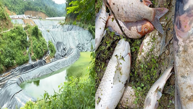 Cá của người dân thôn Khuổi Tấy B bị chết do nguồn nước ô nhiễm. Ảnh: Ngọc Tú. 