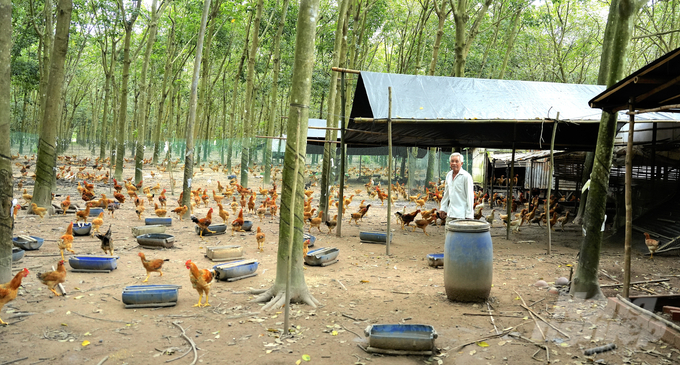 Từ phận đời lênh đênh sông nước nổi trôi, ông Đỗ Văn Hiểu (xã Tân Hiệp, huyện Hớn Quản) giờ đã sở hữu trang trại chăn nuôi gà thả vườn quy mô hàng trăm nghìn con. Ảnh: Phúc Lập.