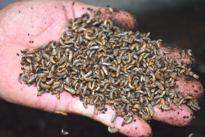 Calcium worms sold for VND 40,000/kg. Photo: Minh Dam.