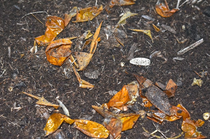 Calcium worms and earthworms feed on spoiled fruits and vegetables, animal carcasses, livestock manure, and more, helping to address environmental pollution. Photo: Minh Dam.