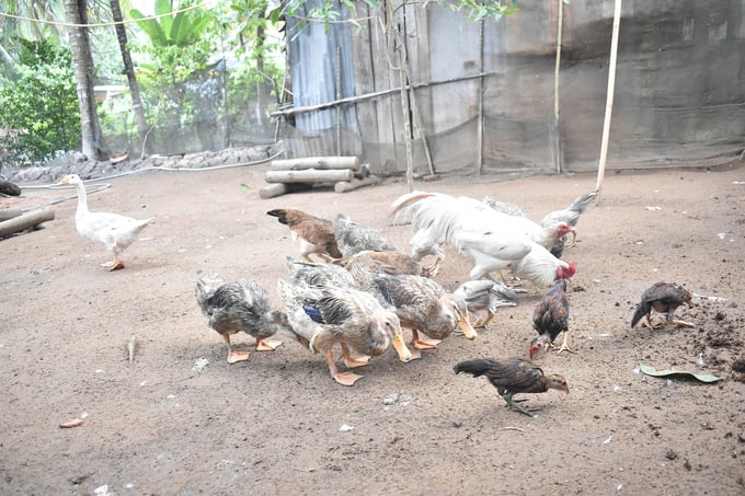 Using calcium larvae, farmers raise chickens and ducks to increase their income. Photo: Minh Dam.